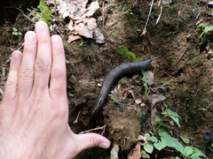 Limax cinereoniger