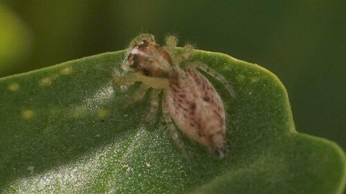 Heavy-bodied Jumper