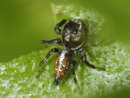 Thyene imperialis