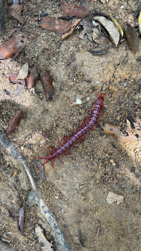 Vietnamese Centipede