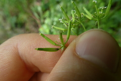 Anthriscus cerefolium