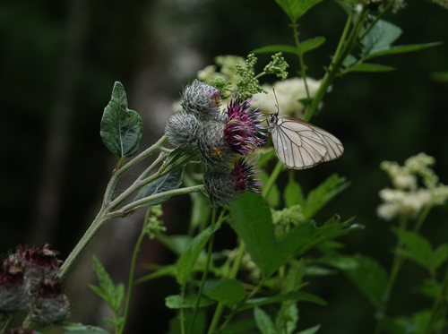 Arctium tomentosum