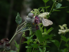 Arctium tomentosum