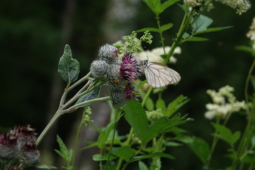 Arctium tomentosum, photograph 2