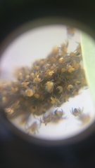 Araneinae