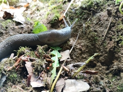 Limax cinereoniger