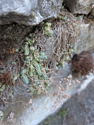 thick-leaved stonecrop
