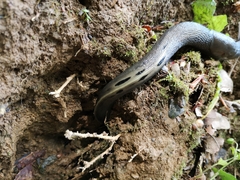 Limax cinereoniger