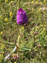 Anacamptis pyramidalis, photograph author not stated, no rights reserved