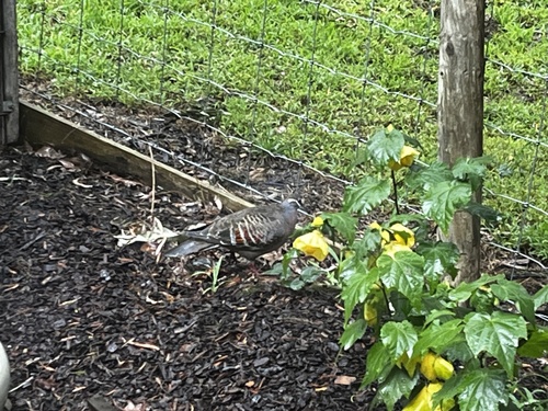 Common Bronzewing