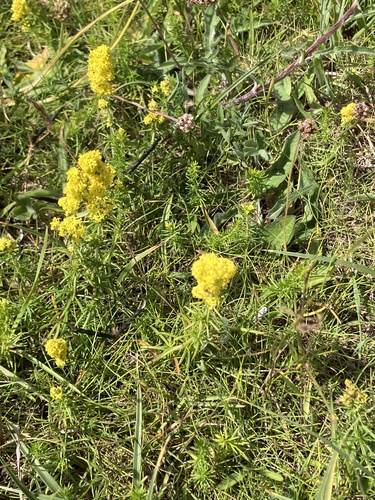 Galium verum, photograph 3