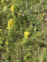 Galium verum, photograph author not stated, no rights reserved