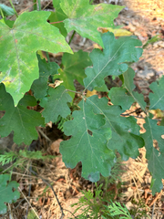 Quercus kelloggii, photograph (c) Roberto Daniel Avila, some rights reserved (CC BY)