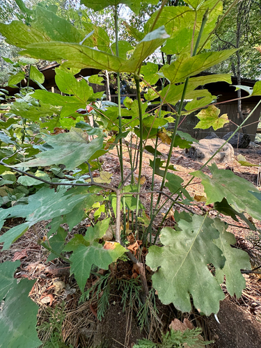 Quercus kelloggii, photograph 4