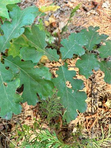 Quercus kelloggii, photograph 2