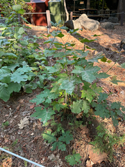 Quercus kelloggii, photograph (c) Roberto Daniel Avila, some rights reserved (CC BY)