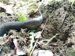 Limax cinereoniger
