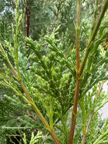Calocedrus decurrens