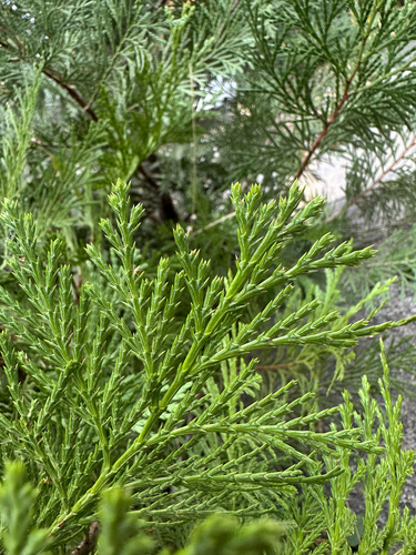 Calocedrus decurrens, photograph 3