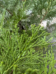 Calocedrus decurrens, photograph (c) Roberto Daniel Avila, some rights reserved (CC BY)