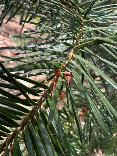Pseudotsuga menziesii, photograph 3