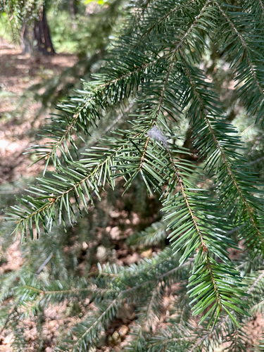 Pseudotsuga menziesii, photograph 6