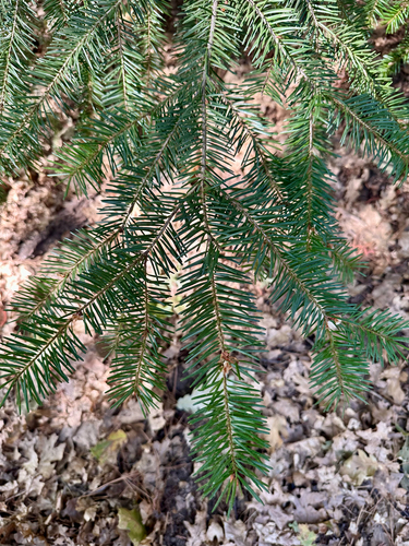 Pseudotsuga menziesii, photograph 5
