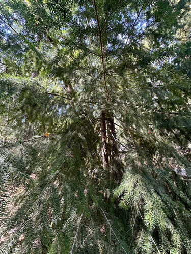 Pseudotsuga menziesii, photograph 4