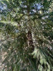 Pseudotsuga menziesii, photograph (c) Roberto Daniel Avila, some rights reserved (CC BY)