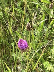 Anacamptis pyramidalis