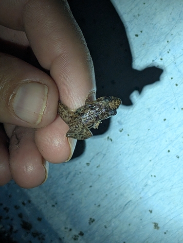 Eleutherodactylus planirostris observed 2026-09-25