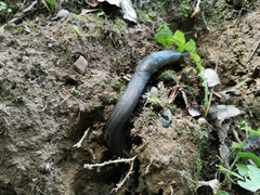 Limax cinereoniger