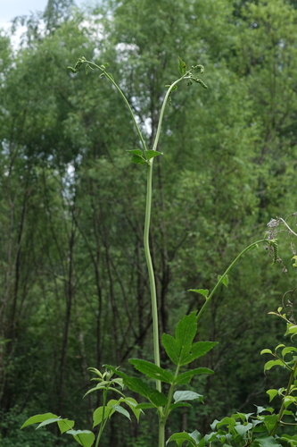Actaea cimicifuga, photograph 1