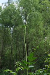 Actaea cimicifuga