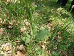 Platanthera chlorantha