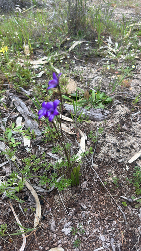 purple enamel orchid