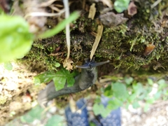 Limax cinereoniger
