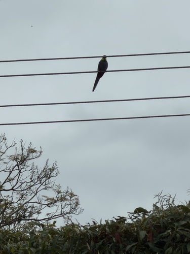 Red-capped Parrot