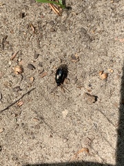 Gonodera luperus