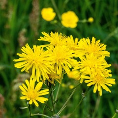Crepis biennis
