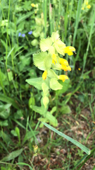 Rhinanthus alectorolophus