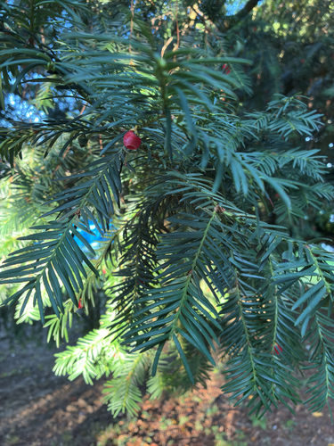 common yew