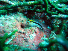 Parablennius laticlavius