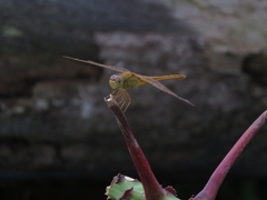 Crocothemis servilia