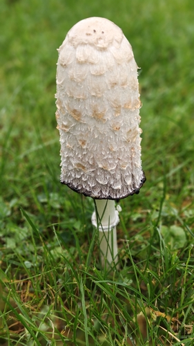 Shaggy Mane