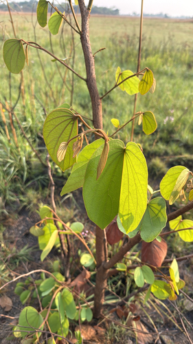 Piliostigma thonningii, 2026-09-26