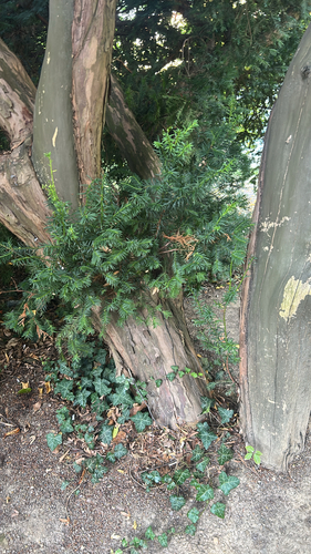 common yew