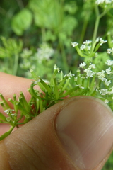 Anthriscus cerefolium