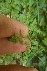 Anthriscus cerefolium