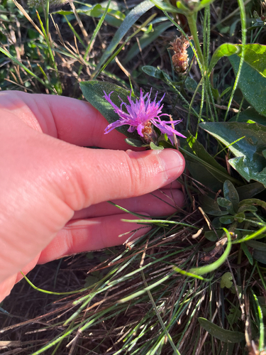 Brown Knapweed